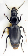 Pterostichus madidus