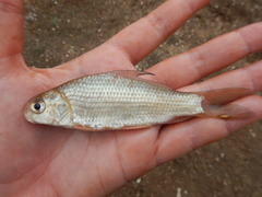 Carpiodes carpio