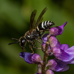 Euodynerus leucomelas