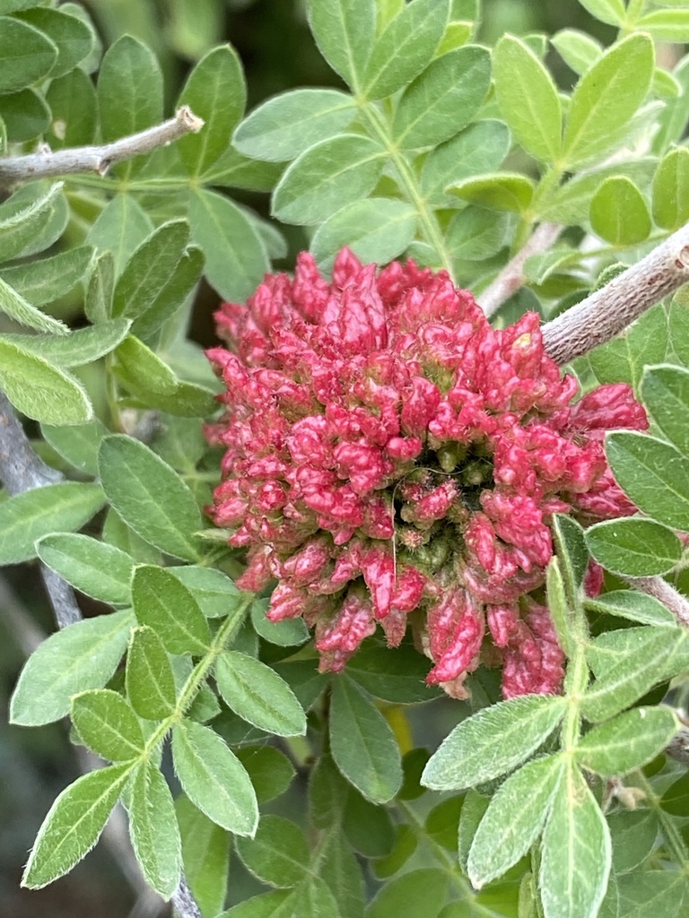 Aculops arizonarhus