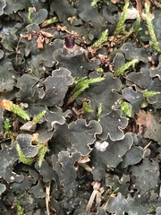 Peltigera leucophlebia
