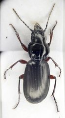 Pterostichus madidus