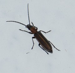 Oxacis cana