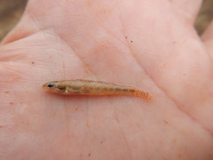Etheostoma proeliare