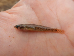 Etheostoma gracile