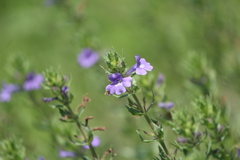 Stemodia durantifolia