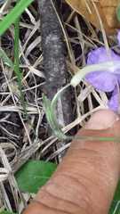 Ruellia hookeriana
