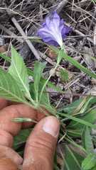 Ruellia hookeriana