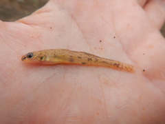 Etheostoma chlorosoma