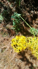 Packera sanguisorbae