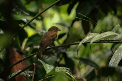 Schiffornis veraepacis