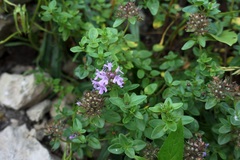 Thymus nummularius