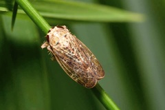 Allygidius abbreviatus
