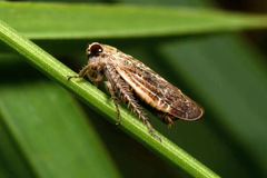 Allygidius abbreviatus