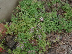 Fumaria muralis