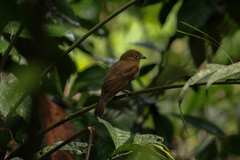 Schiffornis veraepacis