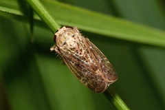 Allygidius abbreviatus