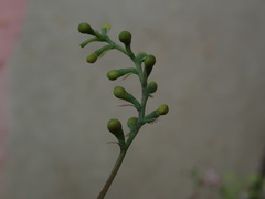 Fumaria muralis