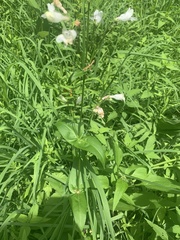 Penstemon digitalis