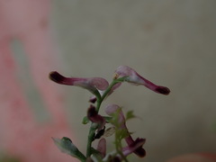 Fumaria muralis