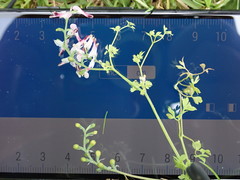 Fumaria muralis