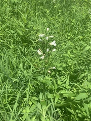 Penstemon digitalis