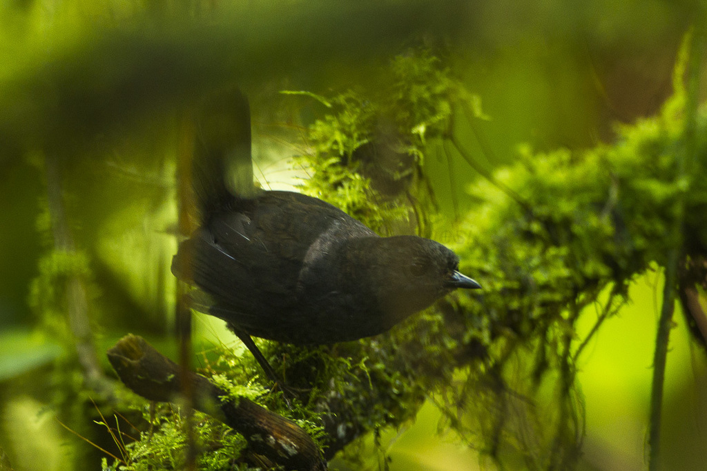 Nariño Tapaculo photo