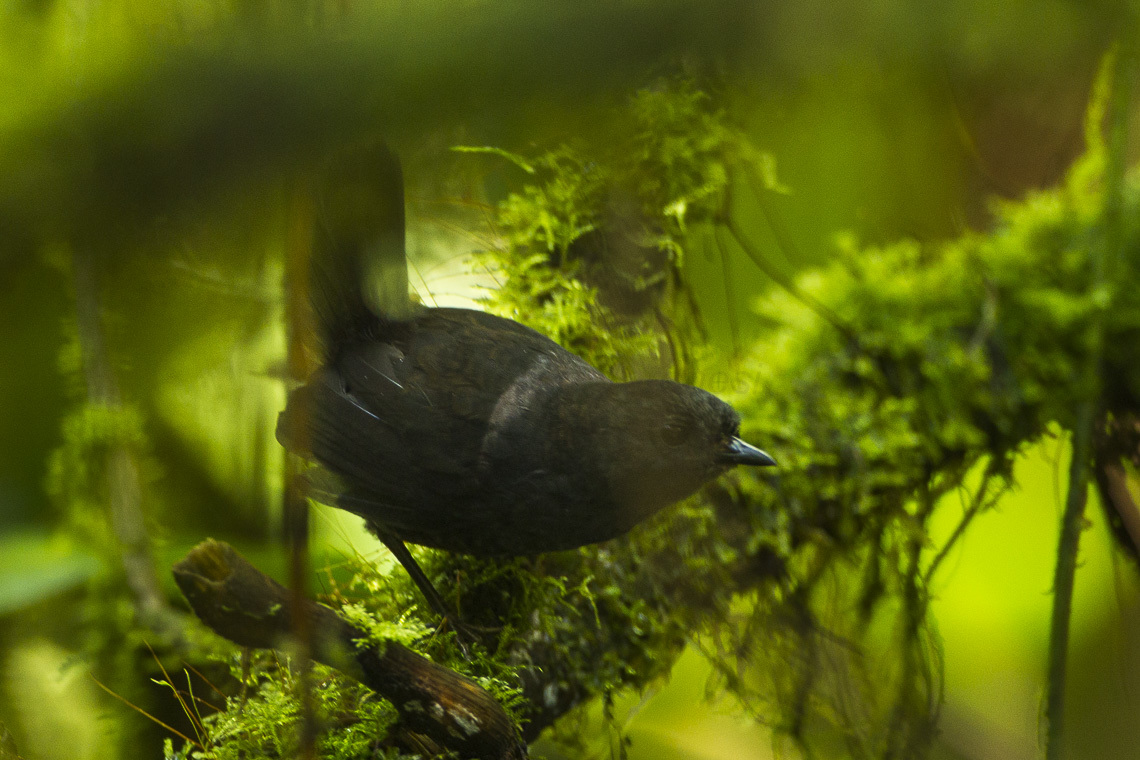 Nariño Tapaculo illustration