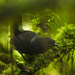 Nariño Tapaculo - Photo (c) Francesco Veronesi, some rights reserved (CC BY-SA)