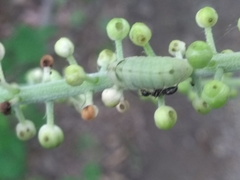 Celastrina neglectamajor