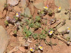 Linaria saturejoides