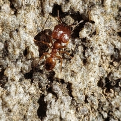 Pheidole pilifera