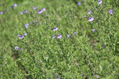 Stemodia durantifolia