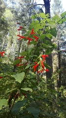 Salvia gesneriiflora