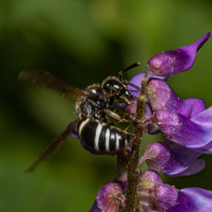 Euodynerus leucomelas