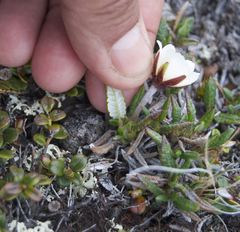Dryas ajanensis