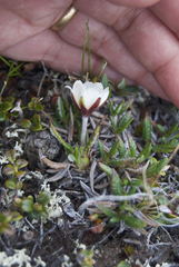 Dryas ajanensis