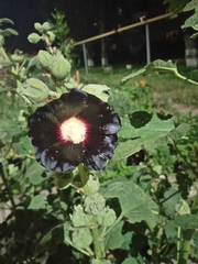 Alcea rosea
