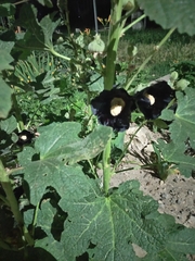 Alcea rosea