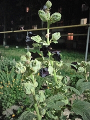 Alcea rosea