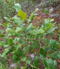 Quercus chapmanii image