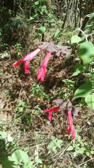 Salvia gesneriiflora