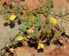 Linaria saturejoides