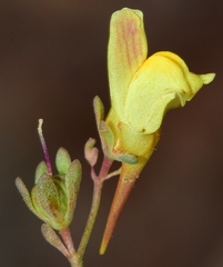 Linaria saturejoides