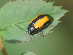 Cryptocephalus marginatus