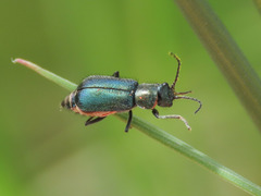 Clanoptilus affinis