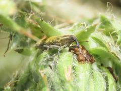 Lixus filiformis
