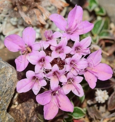 Pterocephalus spathulatus