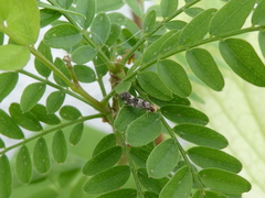 Infurcitinea roesslerella