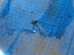 Hydrobius